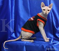 10 langkah cara melebatkan bulu kucing. Masih Langka Tarif Adopsi Kucing Tanpa Bulu Mahal