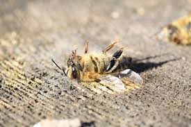 If a bee is driven to sting, the action is fatal as it rips out the bee's lower abdomen. About Bees Metro Atlanta Beekeepers Association
