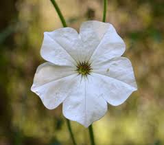 Image result for Petunia axillaris