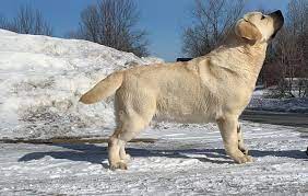 Explore 213 listings for lab puppies for sale at best prices. Dole Hill Labradors Labrador Retrievers Puppies Puppies For Sale