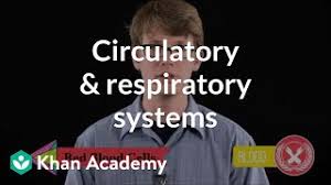 Circulatory Respiratory Systems Video Khan Academy