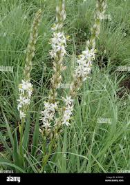 Image result for Chlorophytum bowkeri