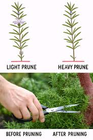 Image result for rosemary pruning