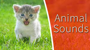 Animal Sounds For Kids 34 Amazing Animals Animal Sounds Animals Animal Habitats
