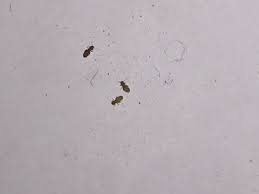 Tiny tiny bugs on kitchen counter. Small Tiny Bugs In Kitchen Novocom Top