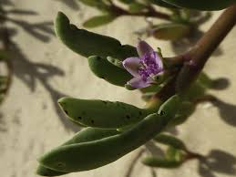 Image result for Sesuvium