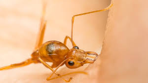 Image result for ant bite