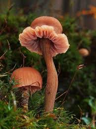 Mushrooms Em 2020 Cogumelos Comestiveis Cogumelos Selvagens Cogumelos