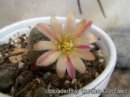A rare amazonian cactus called the moonflower has bloomed for what botanists believe is the first time in the uk. Rebutia Cv Sunrise