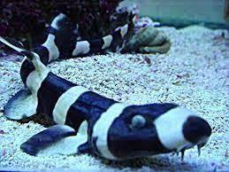 Banded Cat Shark Cat Shark Shark Sea Life Creatures