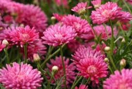 Image result for Helichrysum argyranthum