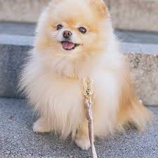 Maybe you would like to learn more about one of these? Razas De Perros Pampermut Blog