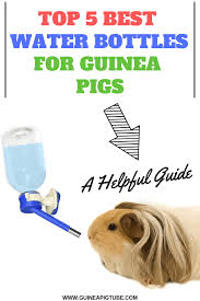 Pin On Guinea Pig Needs