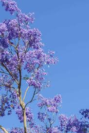 Our large variety of dwarf apple trees are grafted and grown from mature rootstock, so you'll get bigger, better results. 27 Flowering Trees In California Purple White Yellow Progardentips