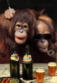 We Are Monkeying Around Tonight Funny Monkey Pictures Monkeys Funny Monkey Pictures