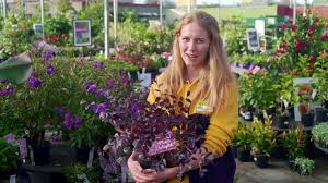 The san diego county flower and plant association is a trade organization comprised of over 200 commercial flower and potted plant growers in san diego county and their allied trade companies. Kings Plant Barn Virtual Store Tour Botany Youtube