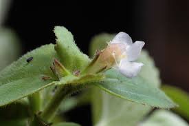 Image result for Vandellia diffusa