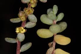 Image result for Suaeda articulata