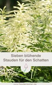 Bluhende Stauden Fur Den Schatten Schattenbeet Schattenstauden Pflanzen Schatten