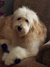 Wantedoldmotorcycles.com) pic hide this posting restore restore this posting Golden Hill Doodles Home Facebook