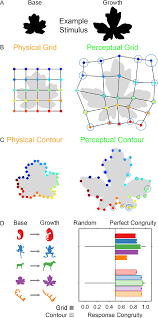 Results Of Experiment 3 A An Example Shape Before And After The Download Scientific Diagram