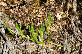 Image result for Lycopodium clavatum