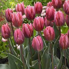 Nationalgarden Posted To Instagram It S Not Too Late You Can Still Plant Tulips For Next Spring Flowers As Long As Your Groun Flowers Tulips Spring Flowers