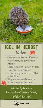 Igel Im Herbst Unterstutzen Plantura In 2020 Igel Im Garten Artenschutz Igel Futtern