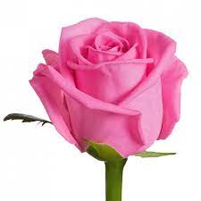 #pink rose #flute #k313 #classical music #orchestra #orquestra #rose #music major #music sheet #sheet music #love #band #marching band #violin #viola #cello #double bass #oboe #clarinet #saxophone #sax #aesthetic #aesthetics. Popular Pink Rose Varieties Schreurs Roses