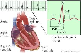 Electrocardiogram Ekg Components And Intervals Healthlink Bc
