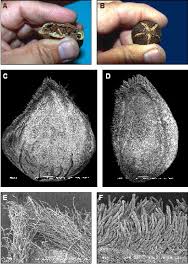 Image result for Thespesia populneoides