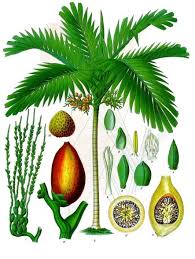 Image result for Arecaceae