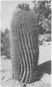 You're lost and thirsty in a desert. The Fantastic Clan The Cactus Family