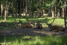 An 365 tagen im jahr, rund um die uhr aktualisiert, die wichtigsten news auf tagesschau.de Das Naturschutzgebiet Bialowieza Urwald Topliste Der Sehenswurdigkeiten Sehenswurdigkeiten Reisen Und Tourismus In Belarus Yesbelarus Com