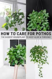 How To Care For Pothos Golden Pothos Plant Care Instructions Pothos Plant Care Hanging Plants Indoor Pothos Plant