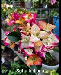Image result for Bougainvillea