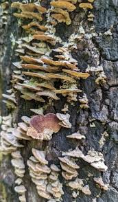 Image result for Trichaptum biforme