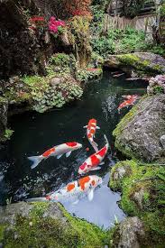 We did not find results for: Japanese Koi Fish Pond Novocom Top