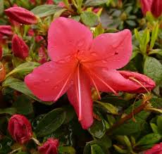Buy Rhododendron Japonica Explorer Evergreen Dwarf Japanese Azalea In The Uk Azaleas Rhododendron Hardy Plants