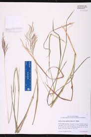 Image result for Bothriochloa bladhii