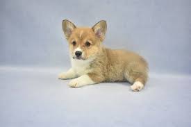 Corgi puppies look like they are made almost entirely of ears. Facebook