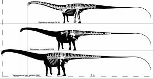 Fossil evidence of a large tooth from a. Size Reference For Three Diplodocid Dinosaurs Diplodocus Carnegii D Longus Seismosaurus Halli Ancient Animals Diplodocus Paleontology