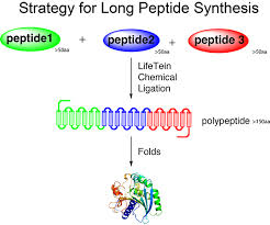 Where does polypeptide synthesis occur? Peptide Synthesis Long Peptide Synthesis