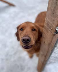 Riverside Dog Resort & Daycare (@riversidedogresort) • Instagram photos and  videos