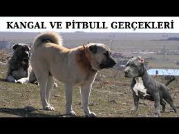 Kangal Ve Pitbull Hakkindaki Tum Gercekler Youtube