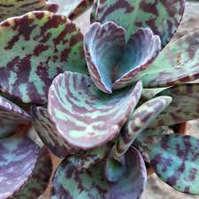 Image result for Kalanchoe humilis