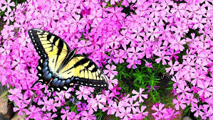 What flowers attract bees and butterflies. 20 Proven Plants That Attract Butterflies 2021 Guide Bird Watching Hq