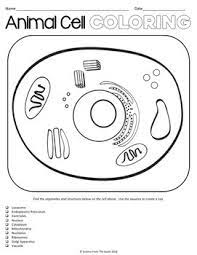 We did not find results for: Animal Cell Coloring Worksheet For Review Or Assessment Tpt