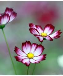 Pin On Flowers