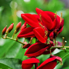Image result for Erythrina × coddii